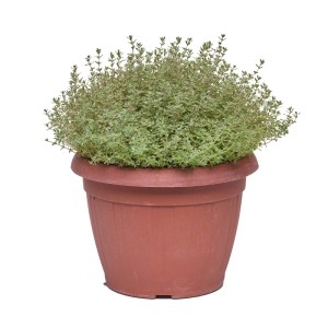 Timo silver queen vaso ø 25 cm