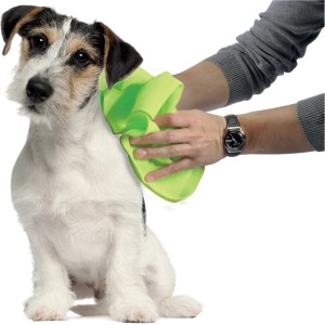 Cane asciugato con un panno verde. Cura degli animali domestici per piccoli animali.