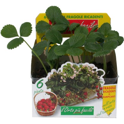 Fragole rampicanti in confezione 6 pz