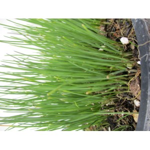 Erba cipollina (t.b.t.) in vaso, pianta aromatica per cucina e giardino.