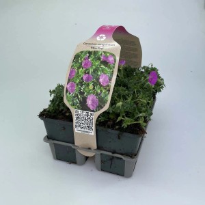 Geranio sanguineo 'Max Frei' in vaso con fiori viola e foglie verdi.