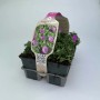 Geranio sanguineo 'Max Frei' in vaso con fiori viola e foglie verdi.