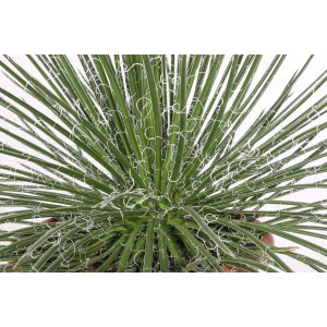 Primo piano di una pianta di cactus t.b.t. verde con fibre bianche sottili.