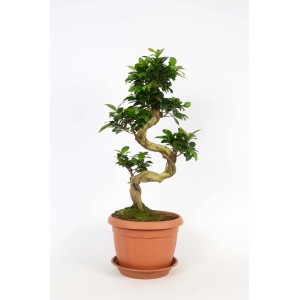 Ficus Bonsai in vaso marrone. Pianta da interno con tronco contorto e foglie verdi.