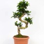 Ficus Bonsai in vaso marrone. Pianta da interno con tronco contorto e foglie verdi.