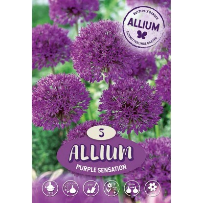 Allium Purple Sensation