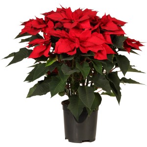 Stella di Natale (t.b.t.) rossa in vaso nero.