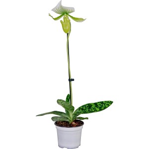 Orchidea Scarpetta di Venere 'Maudiae Femma' in vaso, foglie verdi e fiore bianco-verde.