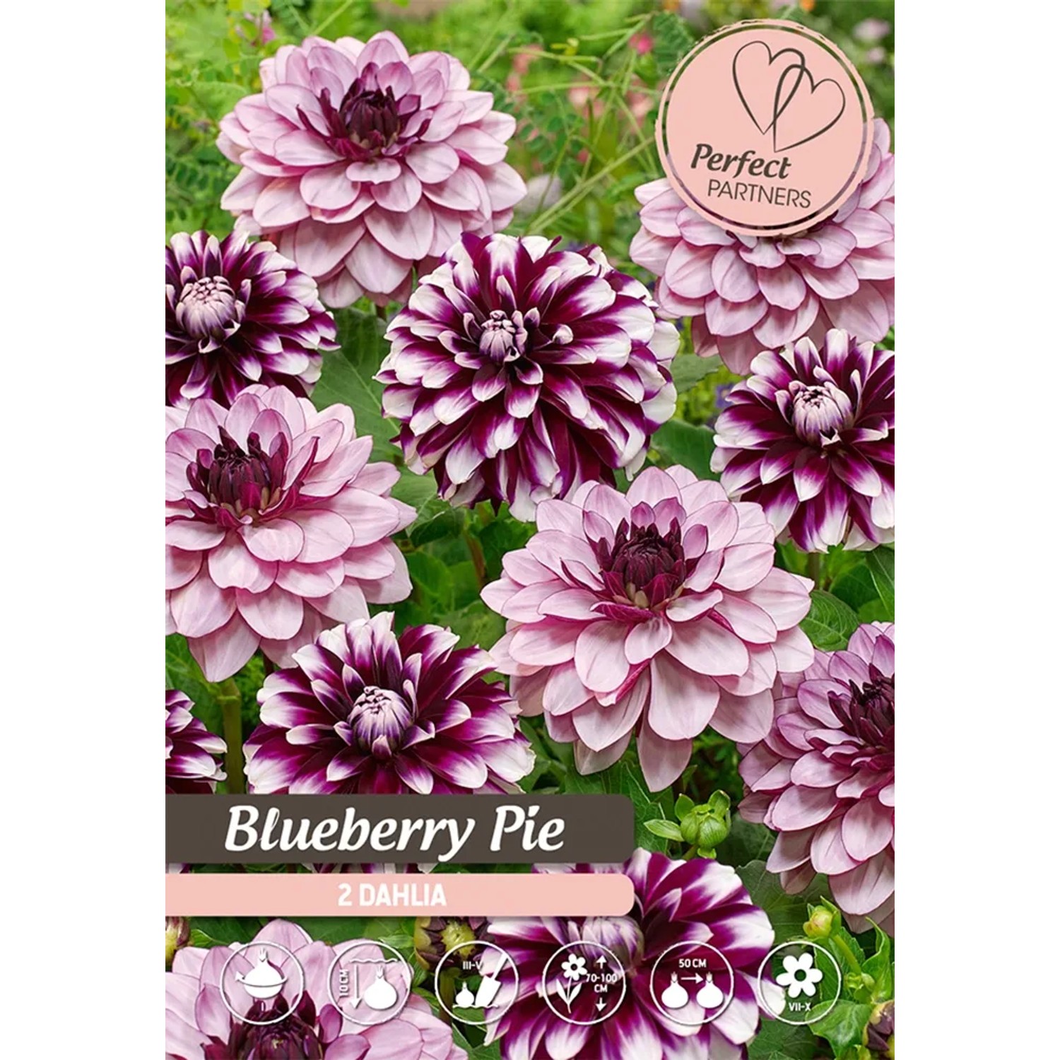 Mix di dalie Blueberry Pie, fiori estivi viola e bianchi in un'aiuola.