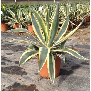 Agave in vaso, foglie verdi con bordo giallo. Succulenta.