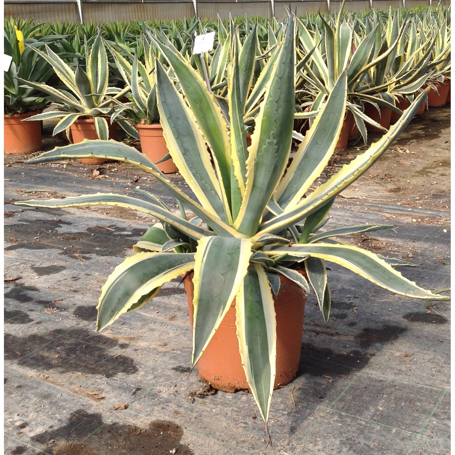 Agave americana variegata OBI