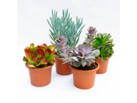 20 piante grasse mix (vaso ø 6,5 cm) –