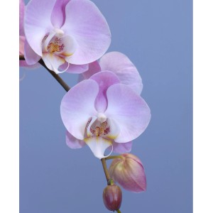 Primo piano di un'orchidea Phalaenopsis rosa con fiori e boccioli.