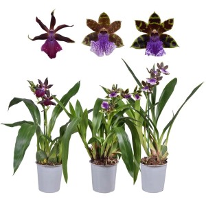 Diverse orchidee t.b.t. in vaso con diversi colori di fiori.