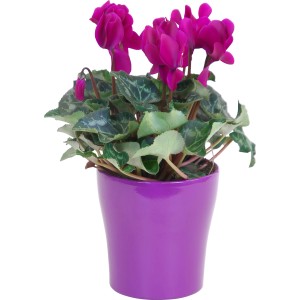 Ciclamino "Midi" a fiore grande in vaso viola, pianta da interno.
