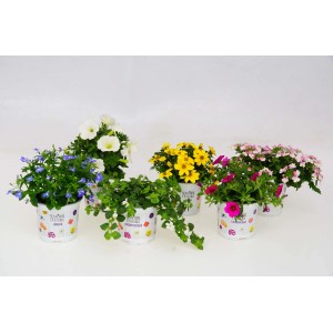 Diverse piante tappezzanti fiorite in vaso, ad es. petunie e lobelie.