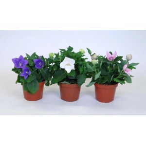 Tre piante di t.b.t. campanula in vaso con fiori blu, bianchi e rosa.