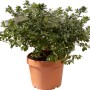 Azalea verde in vaso, pianta da interno.