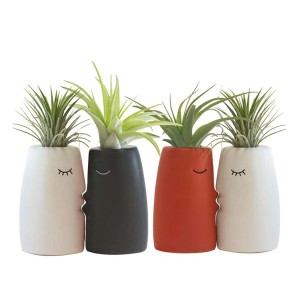 Tillandsia t.b.t. di vari colori in vasi con facce.