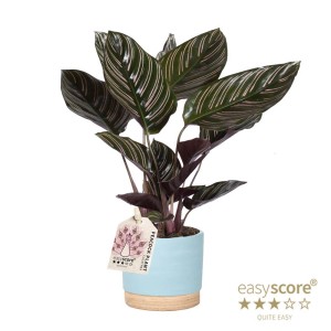 Pianta da interno verde 't.b.t.' in vaso azzurro. Foglie decorative con strisce.