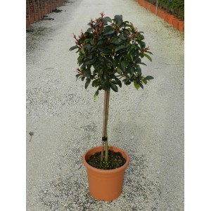 Fotinia Red Robin ad alberello in vaso, altezza circa 65 cm. Topiaria sempreverde con foglie rosse.