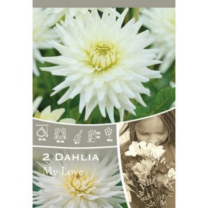 Confezione di Dahlia "My Love" Bianca, una dalia cactus bianca, ideale per aiuole e bordure.