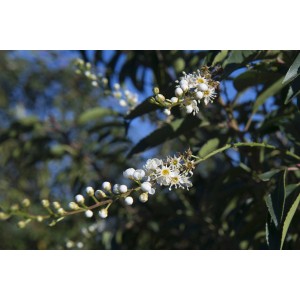 Lauroceraso portoghese (Lauroceraso portoghese) in fiore con fiori bianchi.