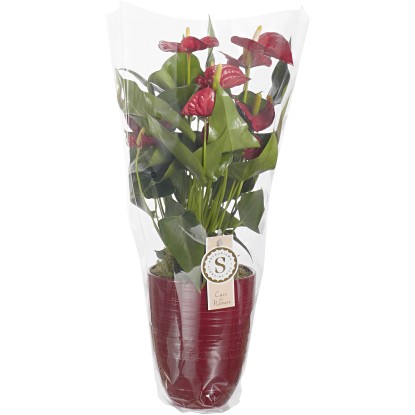 Anthurium Andreanum top mix vaso ceramica Ø 16 cm