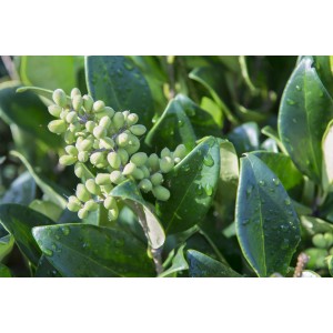 Primo piano di un Ligustro con foglie verdi e bacche.