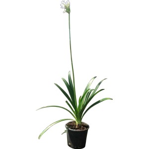 t.b.t. pianta ornamentale con foglie verdi e fiori bianchi in vaso.