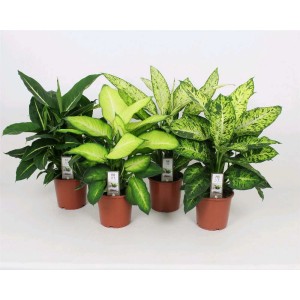 Dieffenbachia Mix Vaso 17 cm