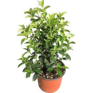 Viburno in vaso con foglie verdi.