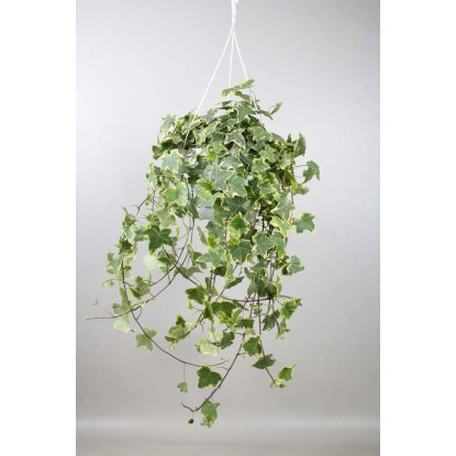 Hedera Heix Giallobasket Vaso 24 cm