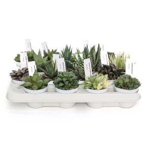 Diverse piante grasse t.b.t. in vaso su un vassoio.