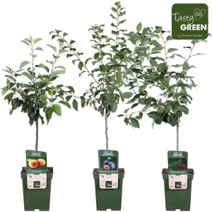 Tre giovani alberi da frutto (melo, susino, ciliegio) in vaso, diverse varietà, foglie verdi.