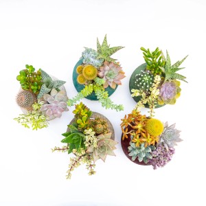Vari cactus e piante grasse in vasi decorativi, vista dall'alto.