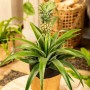 GROW by OBI pianta di ananas 'Candido' in vaso, pianta fiorita decorativa con piccolo frutto di ananas.