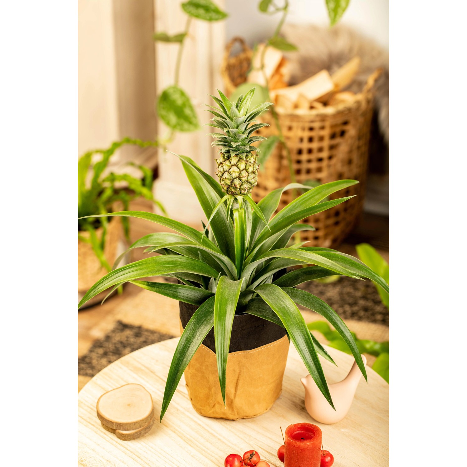 GROW by OBI pianta di ananas 'Candido' in vaso, pianta fiorita decorativa con piccolo frutto di ananas.