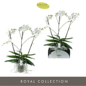 Phalenopsis Theatro Classico Vaso 17 cm