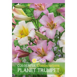 Gigli Planet Trumpet Mix: Assortimento di fiori di giglio colorati nei toni del rosa e del bianco.