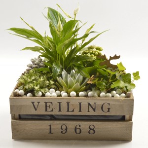 Decorazione da tavolo con composizione di piante verdi in scatola di legno con scritte.