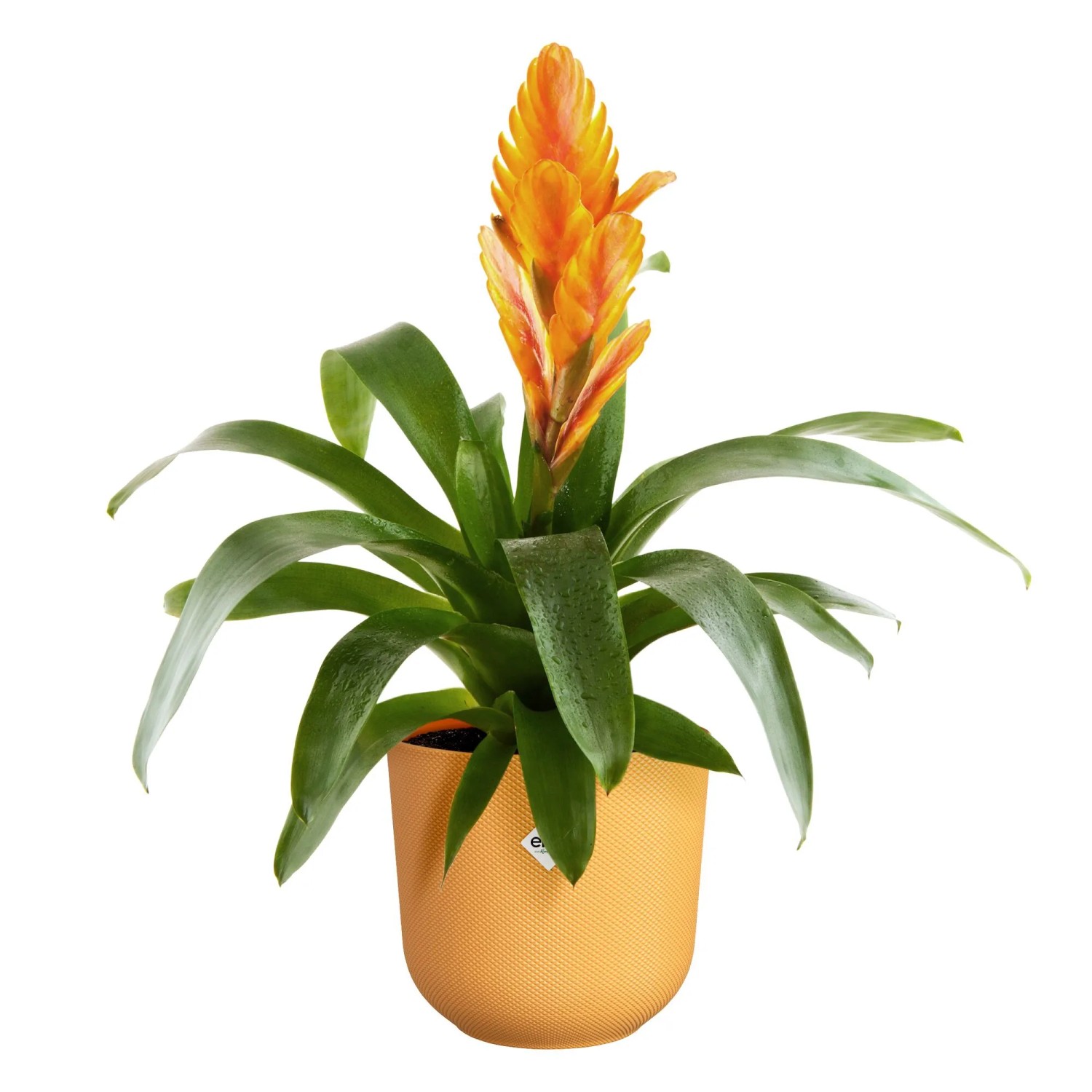Vaso per fiori Elho Jazz, Ø 18,9 cm, giallo caldo, con pianta. Portavaso decorativi da interno.