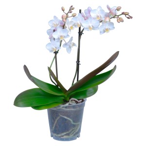 Orchidea farfalla bianca (Phalaenopsis) con molti fiori in vaso.