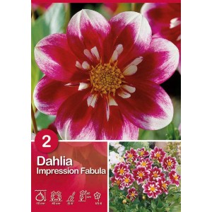 Dalia Impression Fabula, rosso-porpora con punte bianche, ideale per aiuole e bordure.