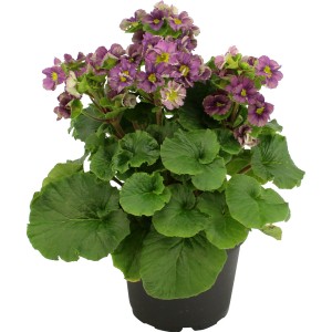 Primula obconica Pricanto Blue in vaso, fiori blu-viola, foglie verdi. Pianta da interno fiorita.