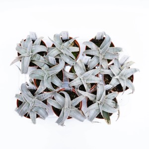 Diversi piccoli cactus (t.b.t.) in vaso, disposti in un vassoio di plastica.