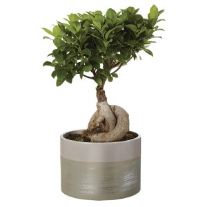 Bonsai in vaso, t.b.t., pianta da interno con foglie verdi e radice distintiva.