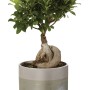 Bonsai in vaso, t.b.t., pianta da interno con foglie verdi e radice distintiva.