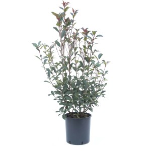 Photinia in vaso con foglie verdi e rosse.