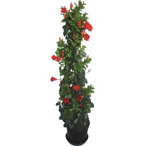 t.b.t. pianta rampicante con fiori rossi in vaso.